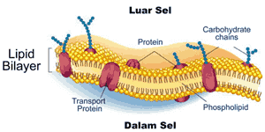 Membran Sel (Plasmalemma atau Selaput Plasma)