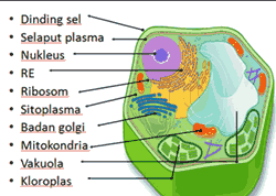 Sitoplasma dan Organel Sel