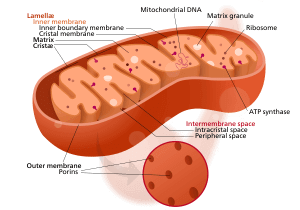 Pengertian Ribosom