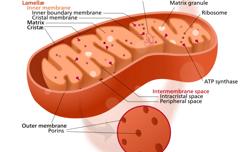 Pengertian Struktur Ribosom dan Fungsi Ribosom