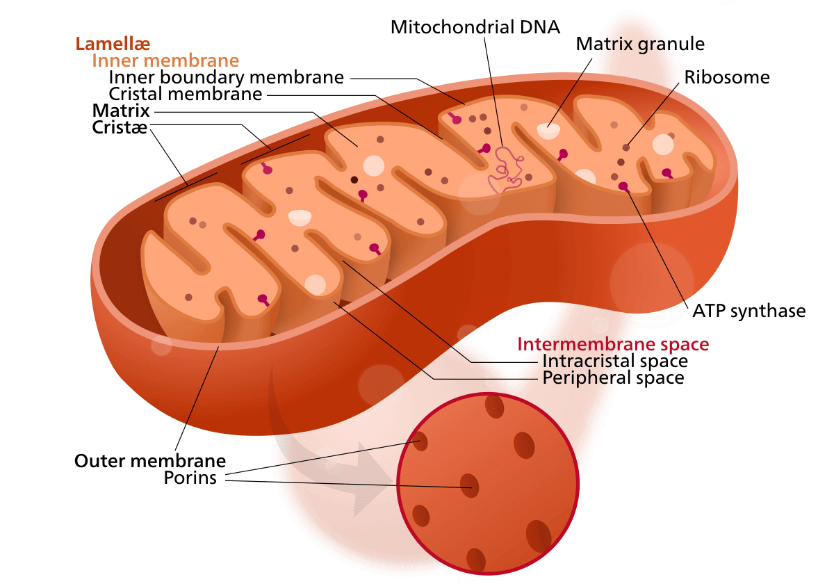 Pengertian Struktur Ribosom dan Fungsi Ribosom