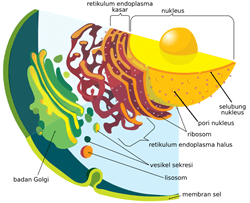 Retikulum Endoplasma (RE)