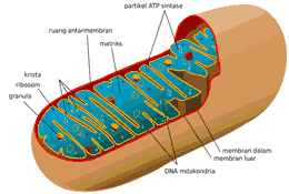 Mitokondria