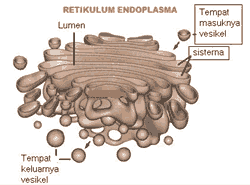 Badan Golgi