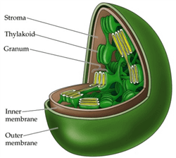 Plastida