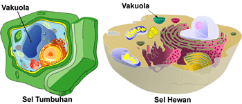 Vakuola